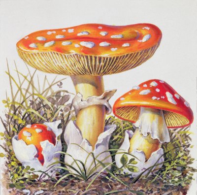 Study of Fungus by Josef Fleischmann